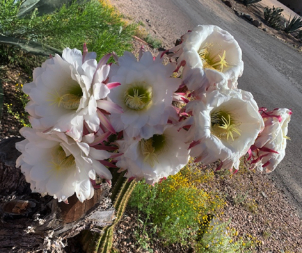 Apr 16 - Cactus blooms; from beginning to end (see Apr 12). Almost missed seeing them!